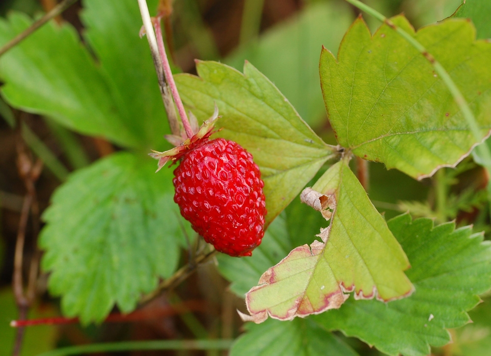 Fragaria vesca