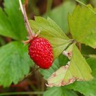 Fragaria vesca