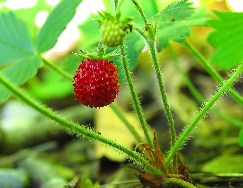 Fragaria vesca