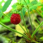 Fragaria vesca