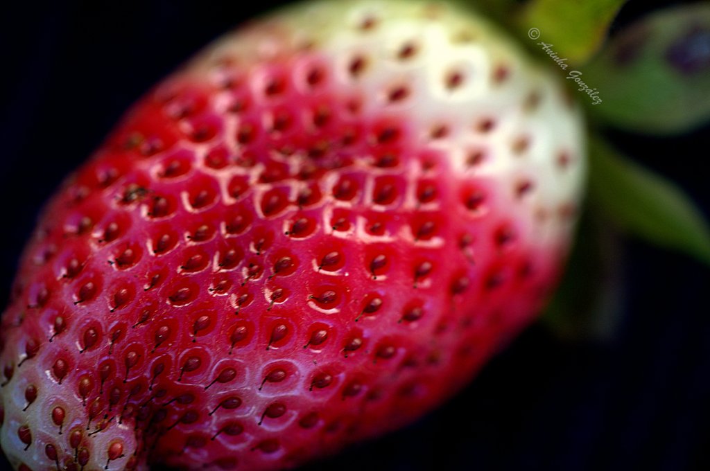 Fragaria vesca