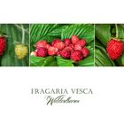 Fragaria vesca - Monatserdbeeren - Walderdbeeren.... 