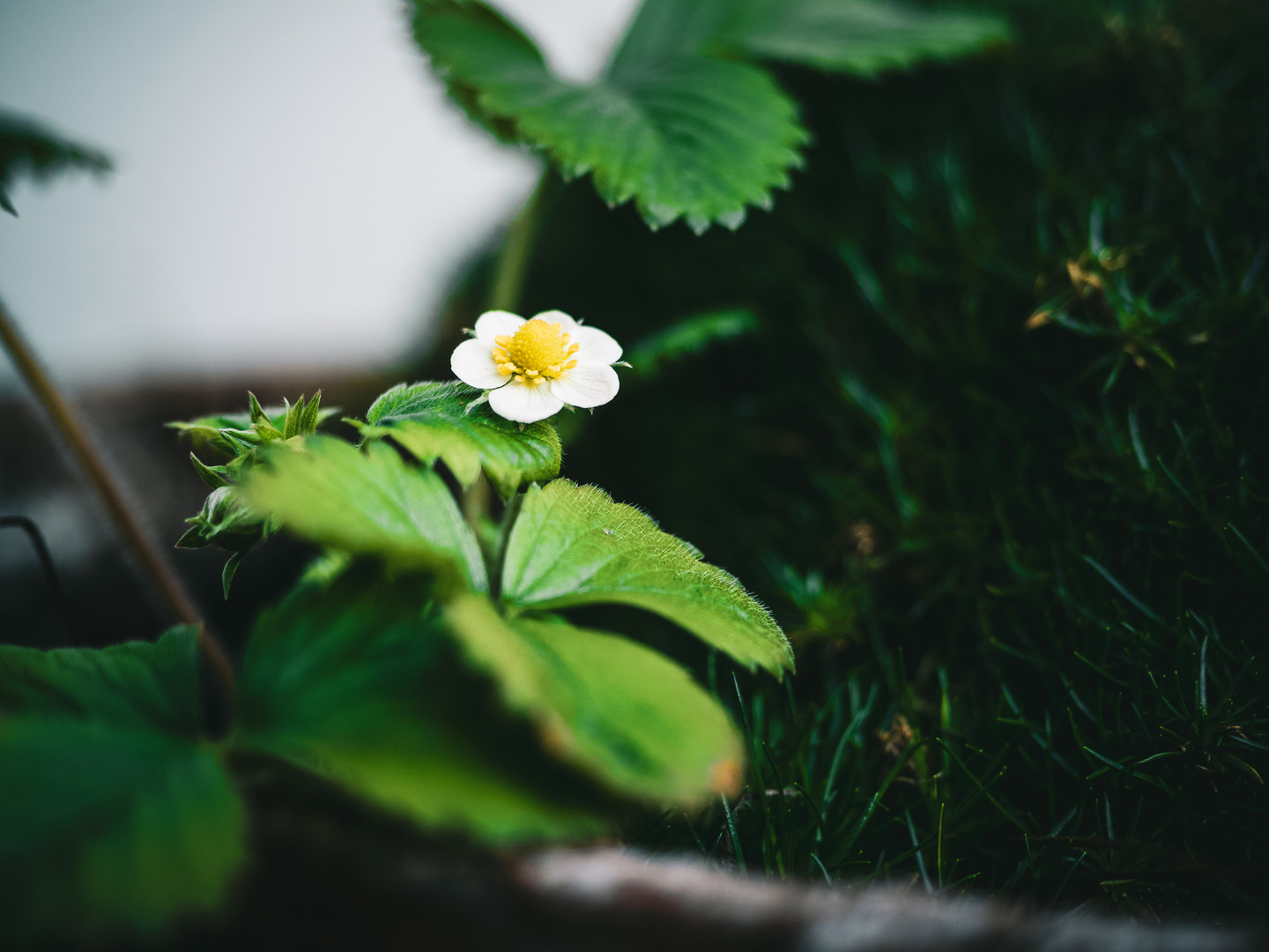 Fragaria vesca (Wald-Erdbeere)