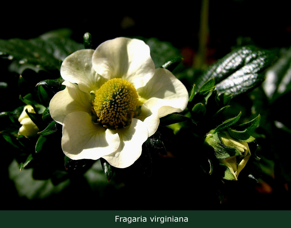 Fragaria virginiana ...