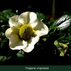 Fragaria virginiana ...