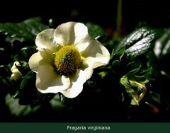 Fragaria virginiana ...