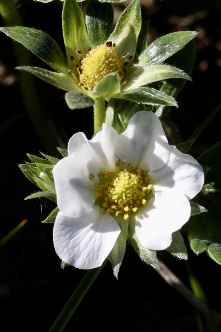 Fragaria wurde auch Brestling genannt