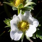 Fragaria wurde auch Brestling genannt