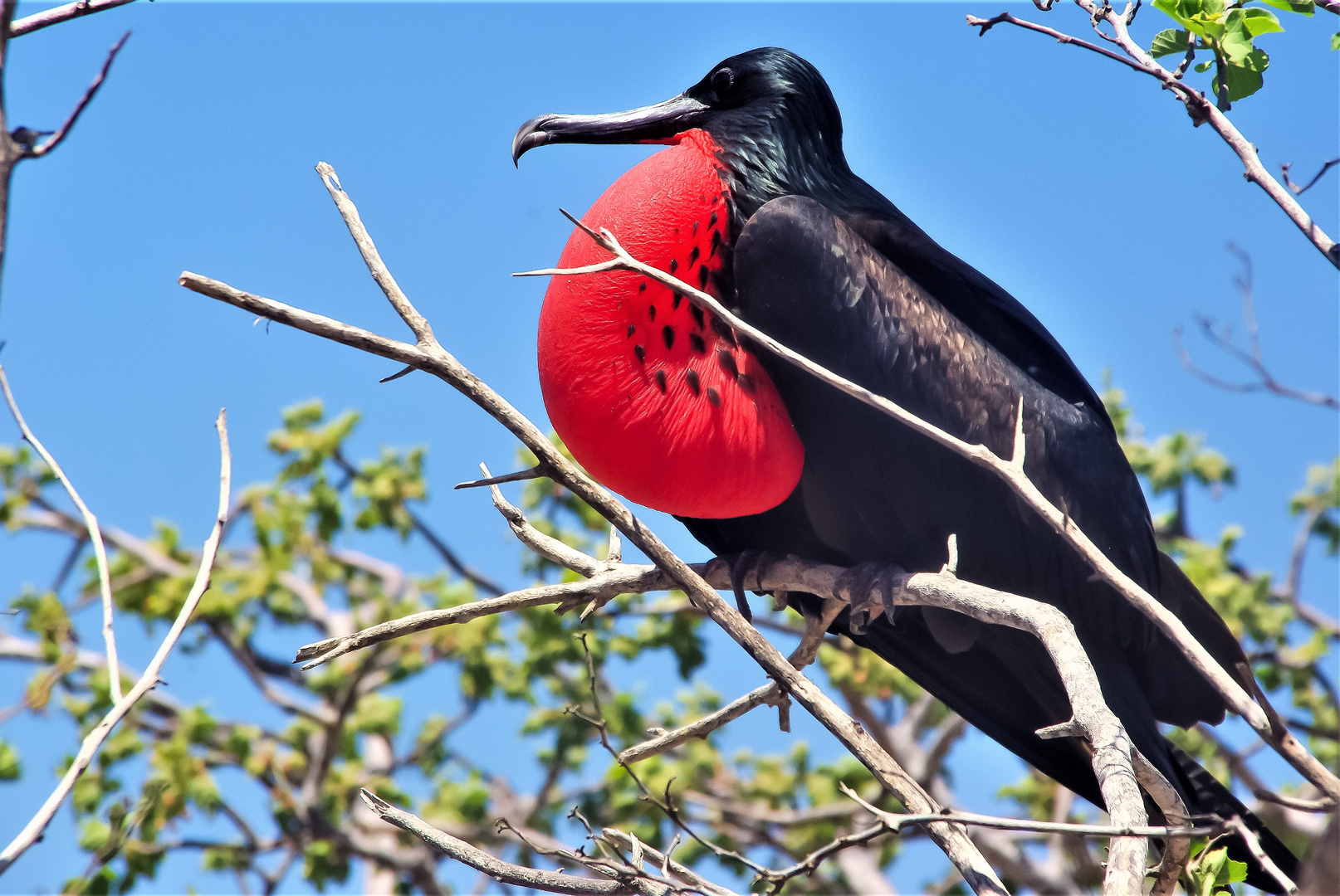 Fragata-Galápagos Insel