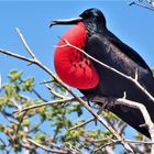 Fragata-Galápagos Insel