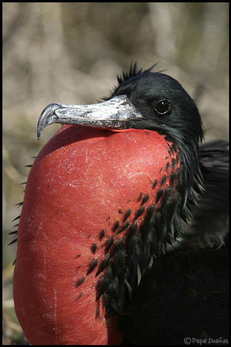 Fragata magnificens macho (Islas Galapagos)