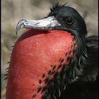 Fragata magnificens macho (Islas Galapagos)