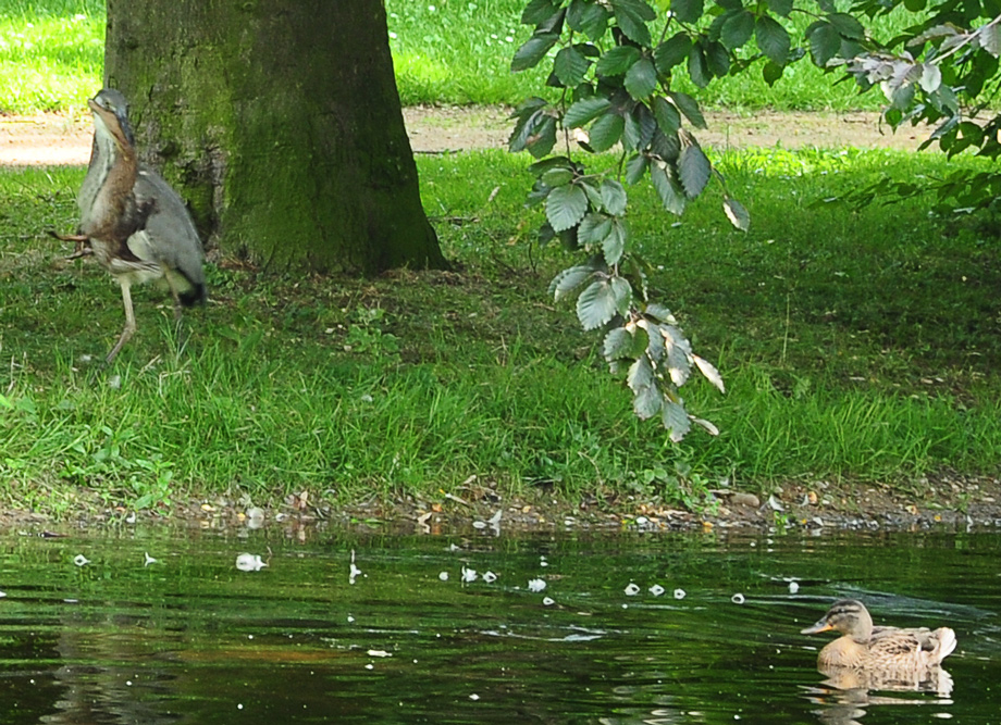 Frage an die Vogelkundler