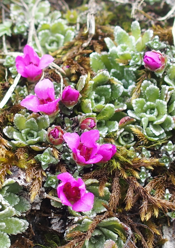 Frage an Experten: Saxifraga biflora???