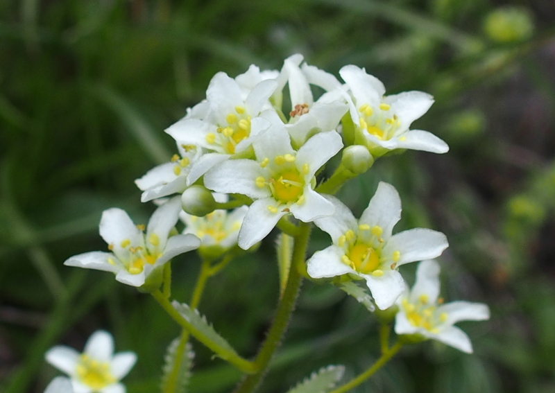 Frage an Experten: Saxifraga? wenn ja, welche Art?