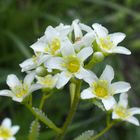 Frage an Experten: Saxifraga? wenn ja, welche Art?