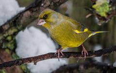 FRAGE - "GRÜNLING" oder "GRÜNFINK"?