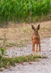 FRAGE - mehr Foto oder mehr digitales Gemälde?