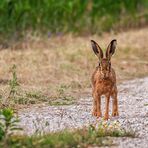 FRAGE - mehr Foto oder mehr digitales Gemälde?