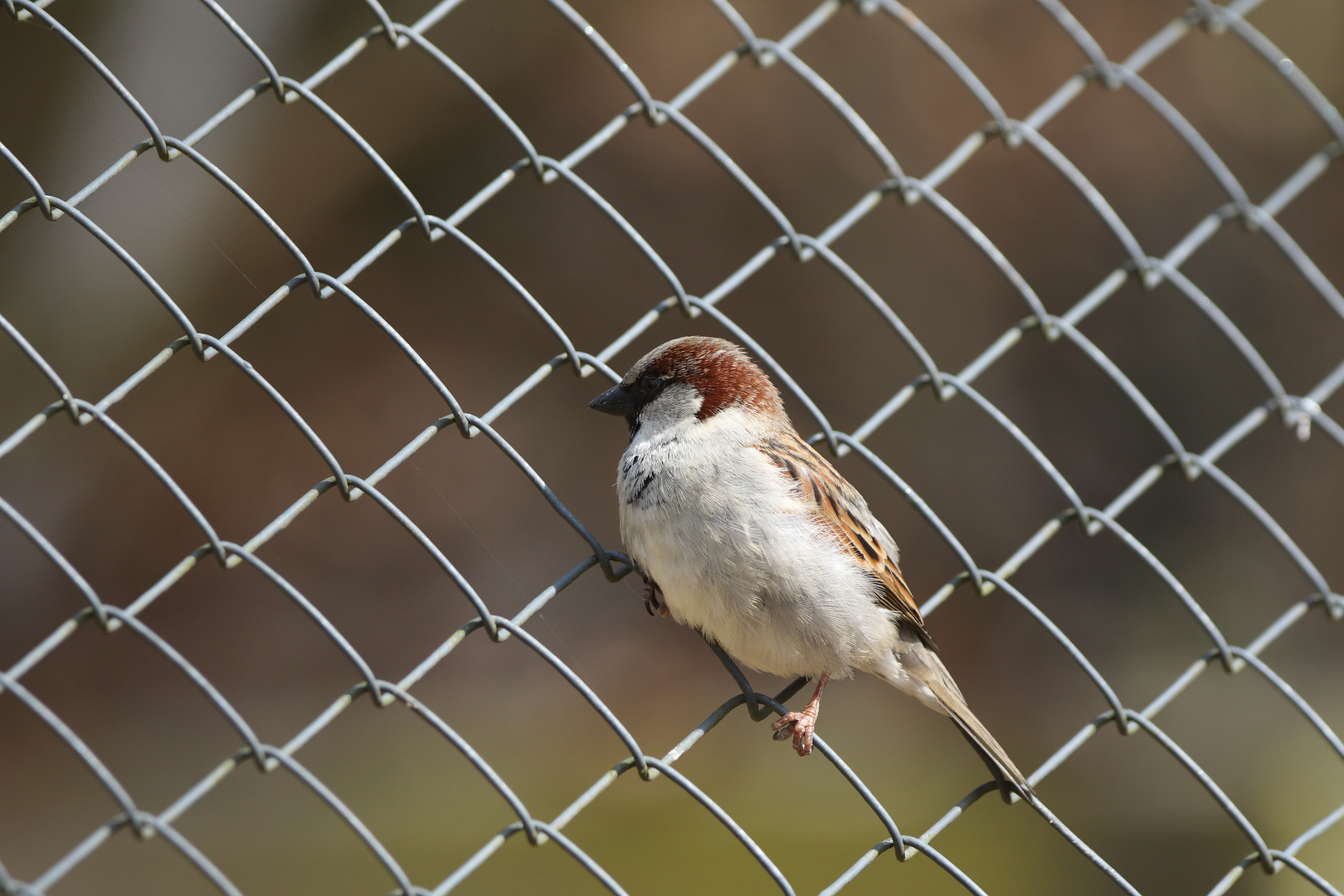 FRAGE - will der Spatz des Hauses, REIN oder RAUS?