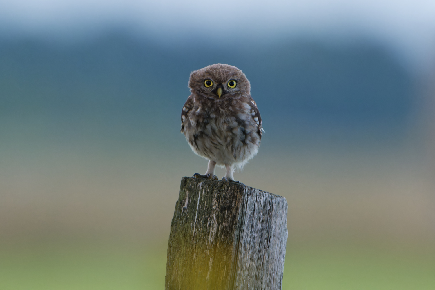 ~  Fragender Blick  ~