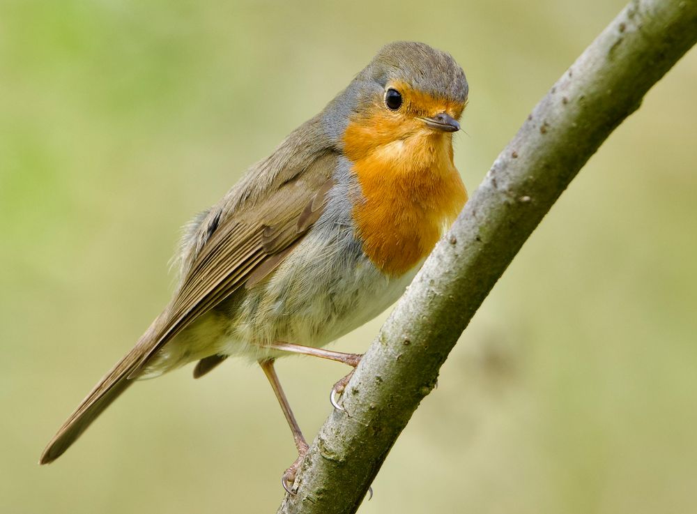 Fragender Blick......