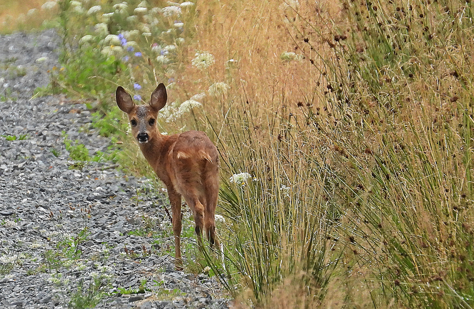 Fragender Blick ?