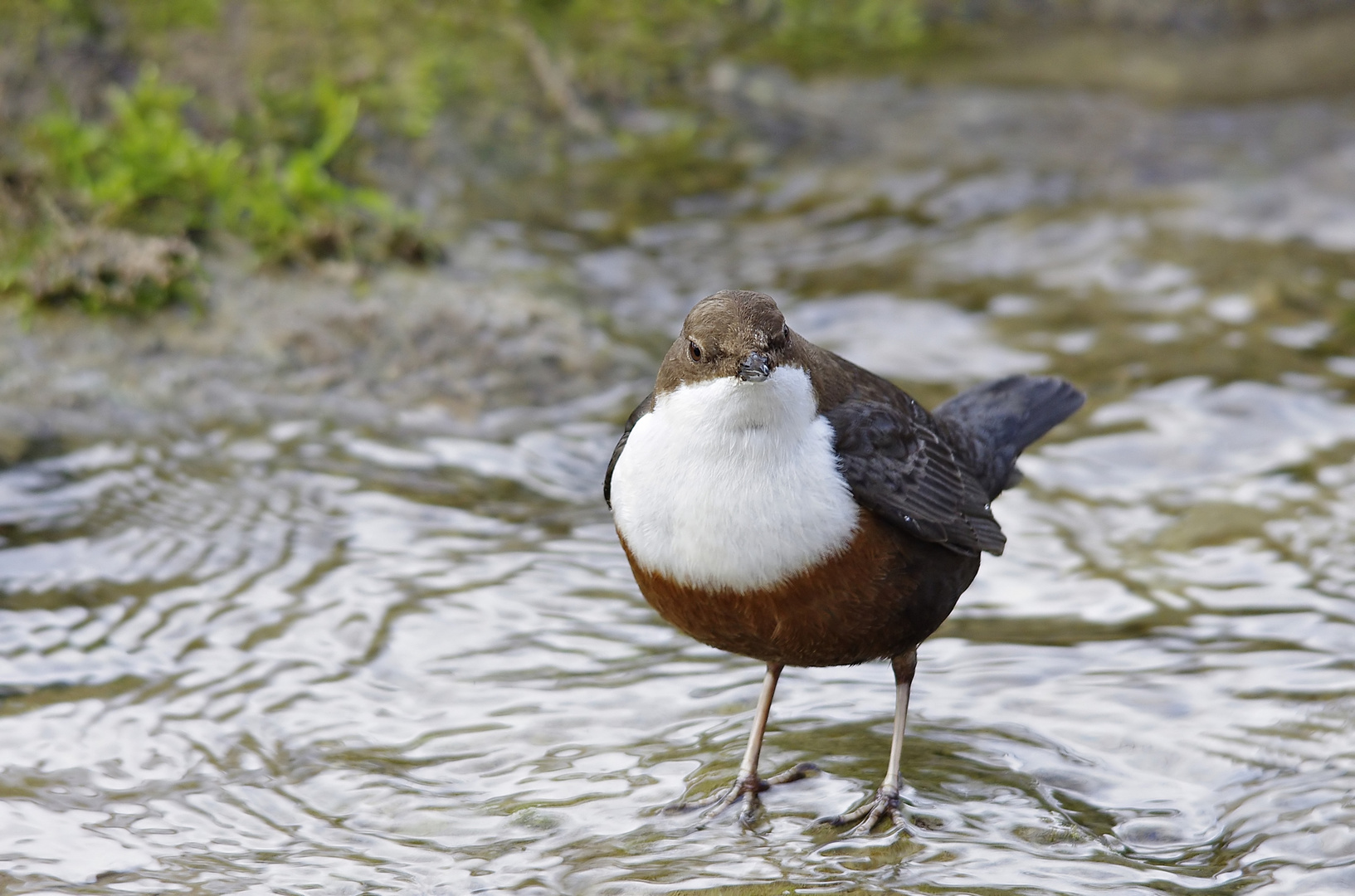 Fragender Blick - Wasseramsel nach dem Shooting