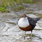 Fragender Blick - Wasseramsel nach dem Shooting