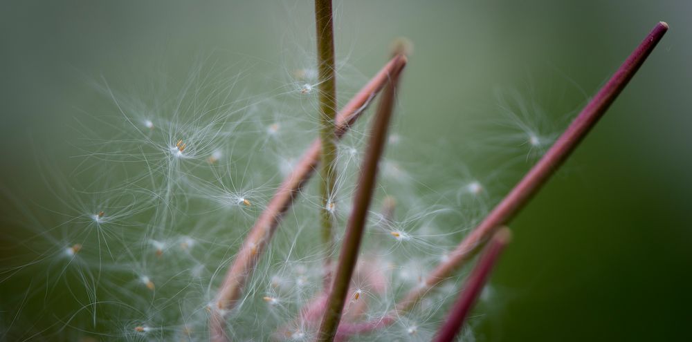 Fragil von Martin Hartmann Fotografie 