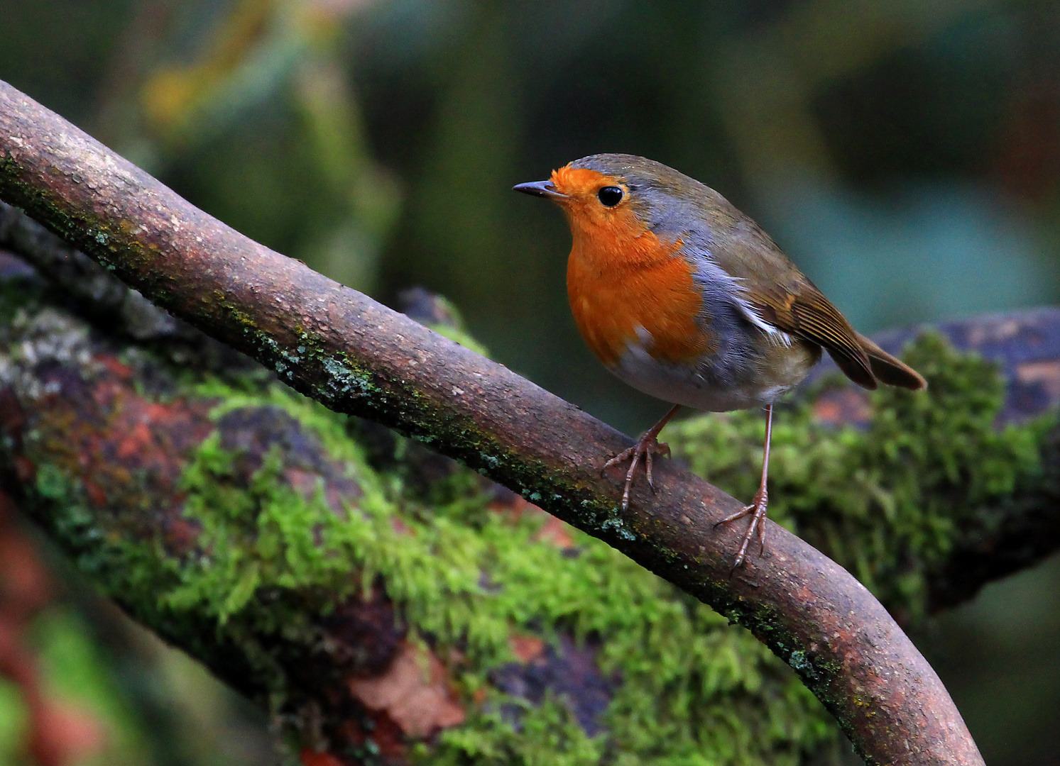 Fragile. photo & image animals, wildlife, birds images at photo community