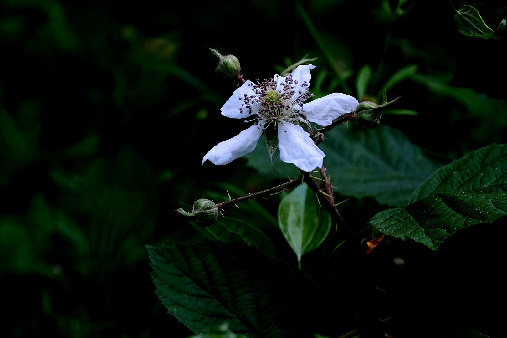 Fragile églantine