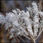 Fragile Eisblüten