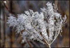 Fragile Eisblüten