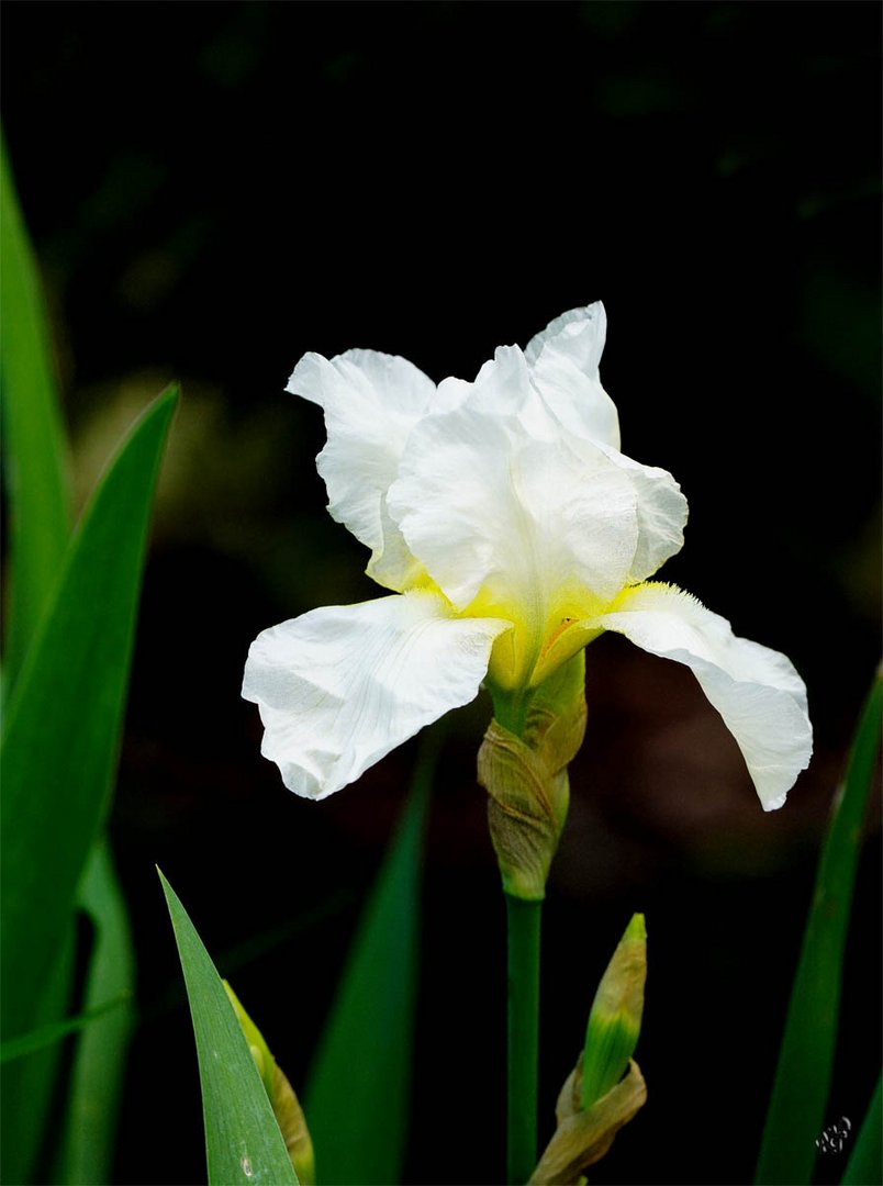 Fragile .... je viens d'éclore ...