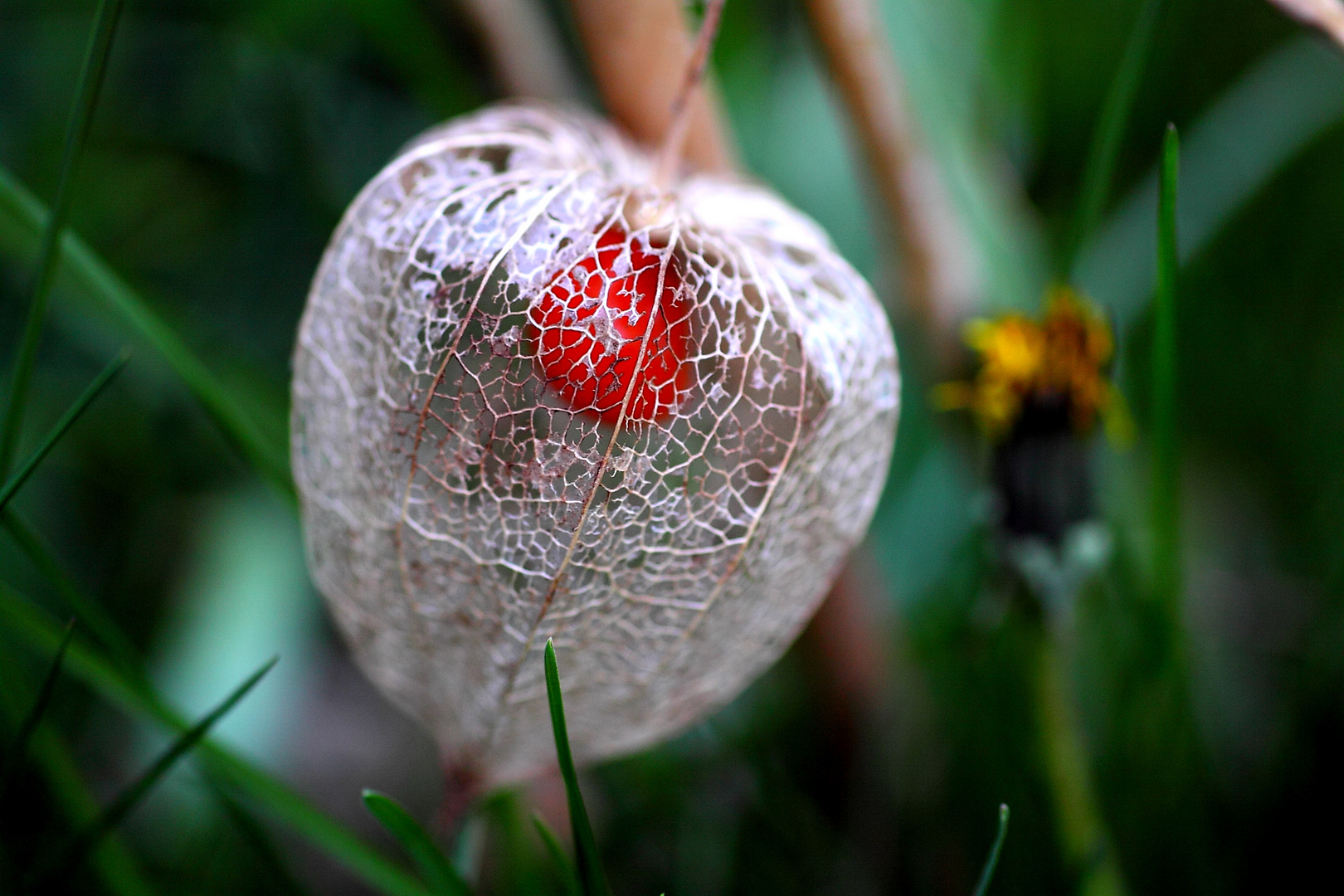 Fragile Physalis