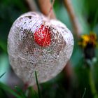 Fragile Physalis