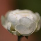 Fragile Rose