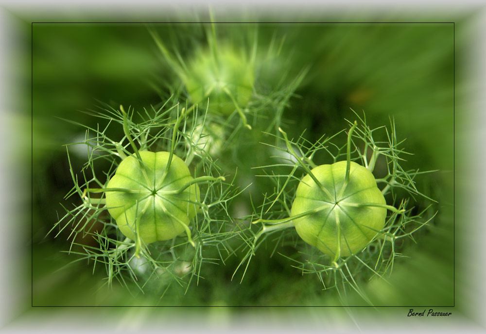 Fragile Schönheit