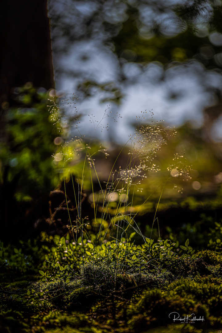 fragile Schönheit im Wald