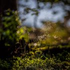 fragile Schönheit im Wald