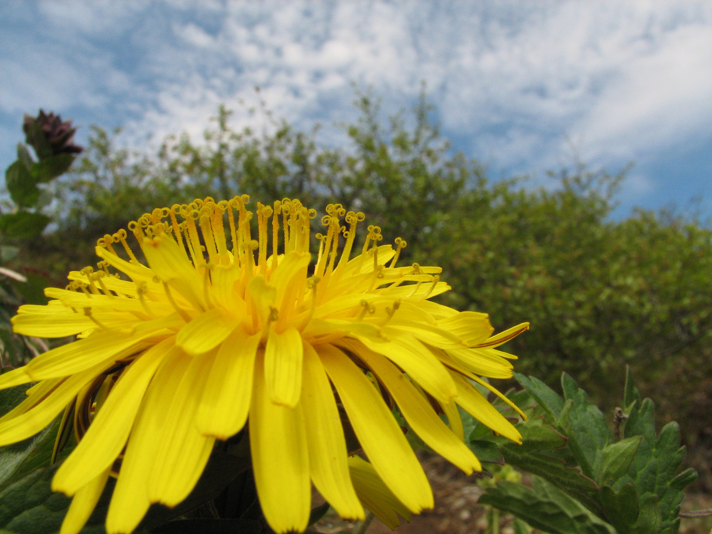 Fragile taraxacum