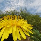 Fragile taraxacum