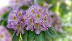 Fragiler Blütentraum aus Potsdam