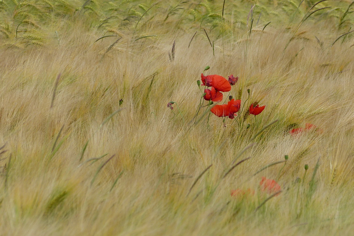 Fragiles coquelicots