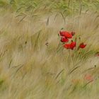 Fragiles coquelicots