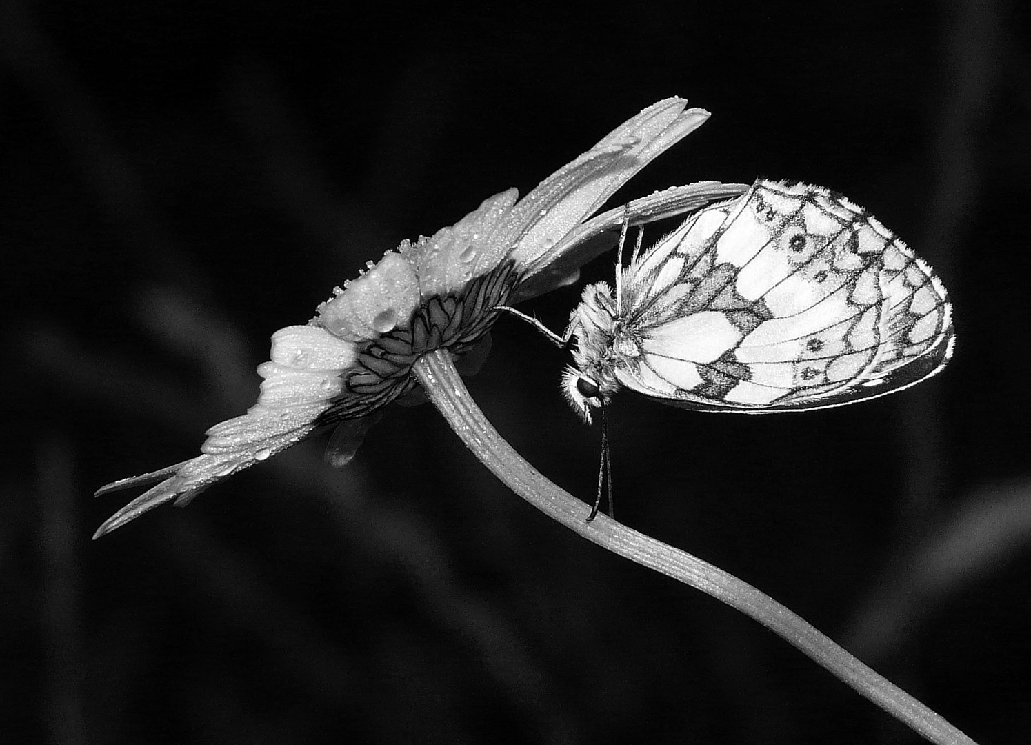 Fragilité naturelle