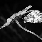 Fragilité naturelle