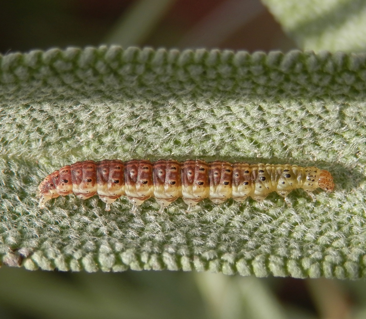 Fragliche Baumwolleule (Helicoverpa armigera)