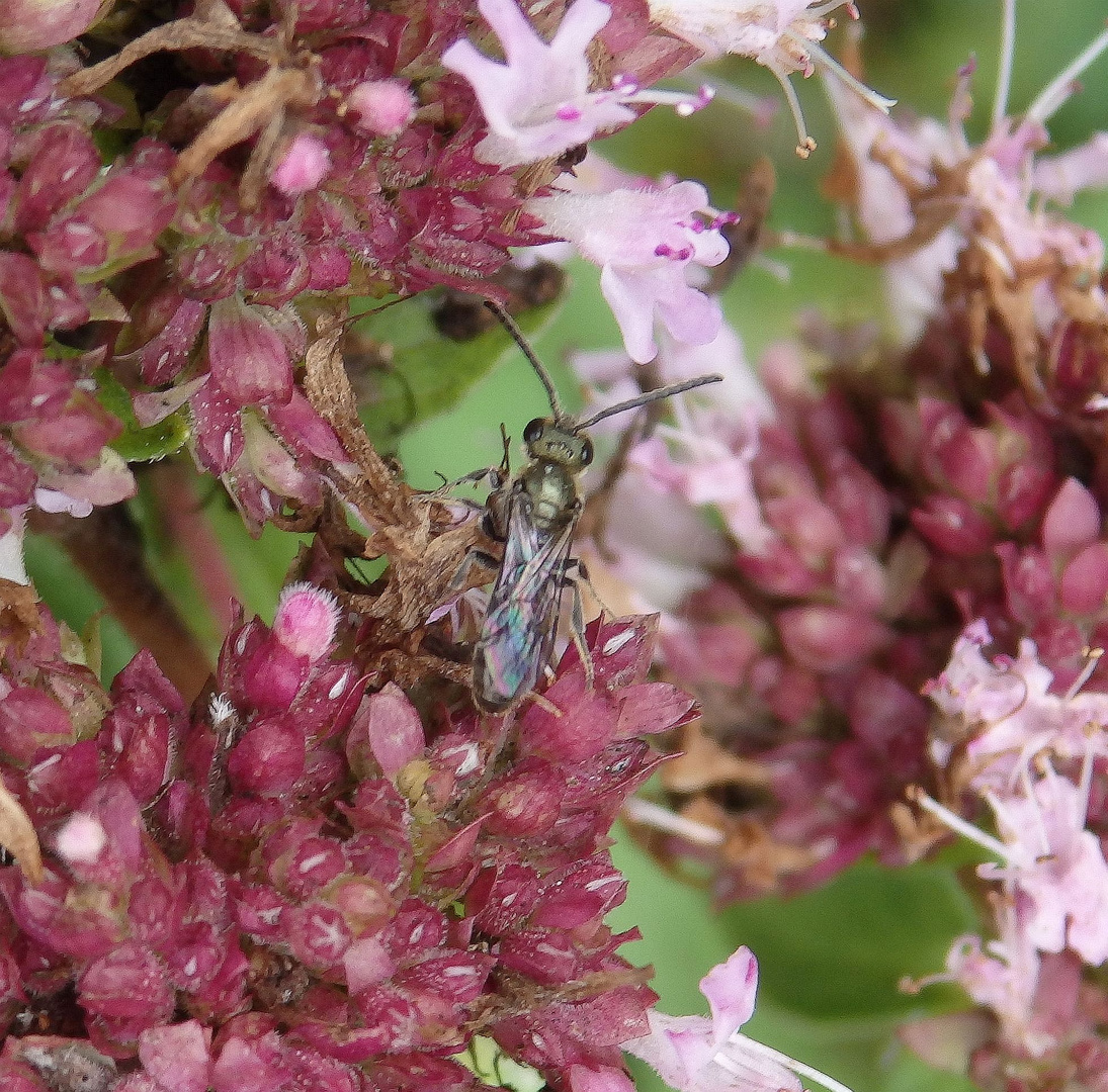 Fragliche Dunkelgrüne Schmalbiene (Lasioglossum morio)